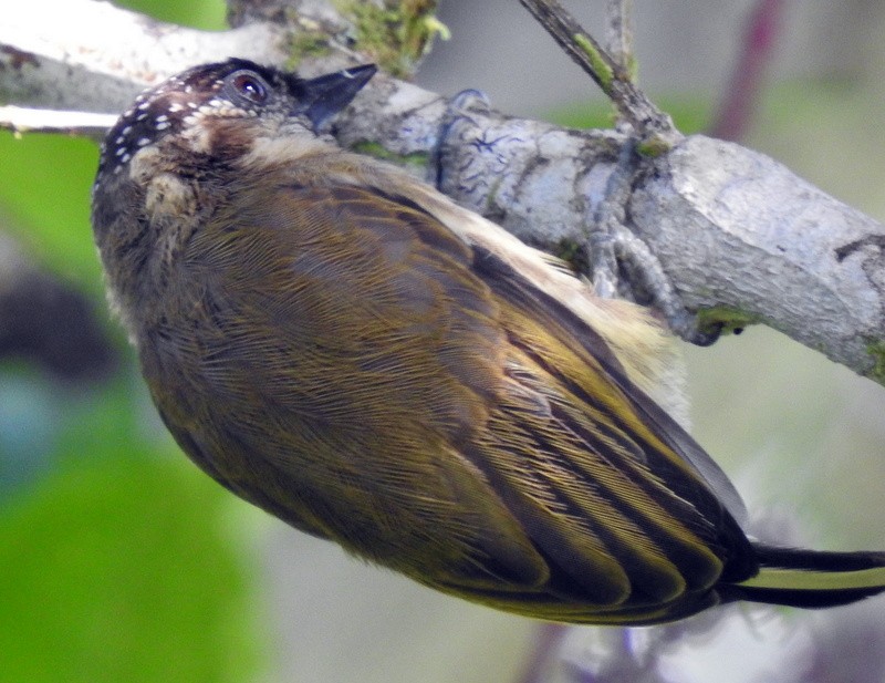 Olivaceous Piculet - ML182640441