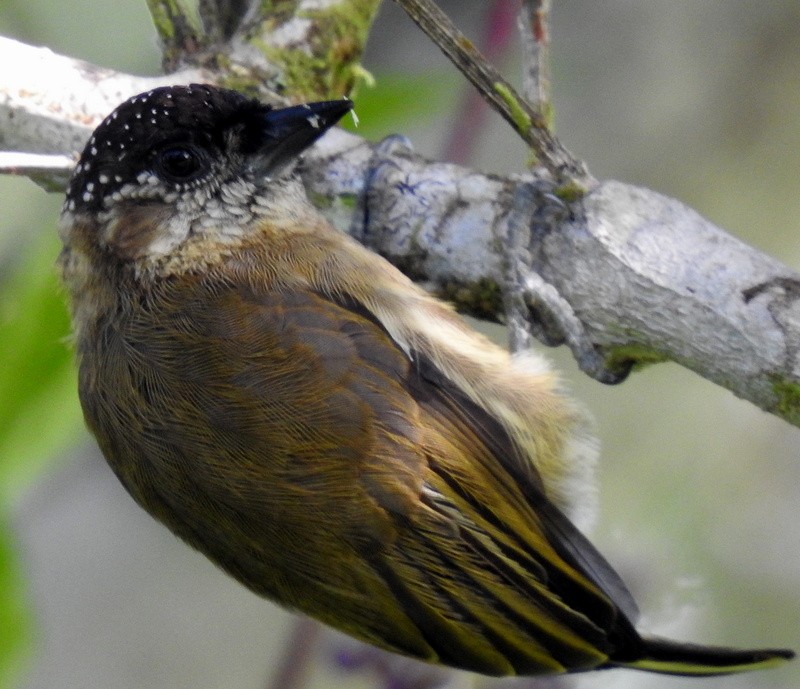 Olivaceous Piculet - ML182640521