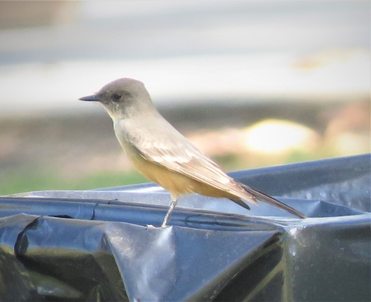 Say's Phoebe - ML182641461