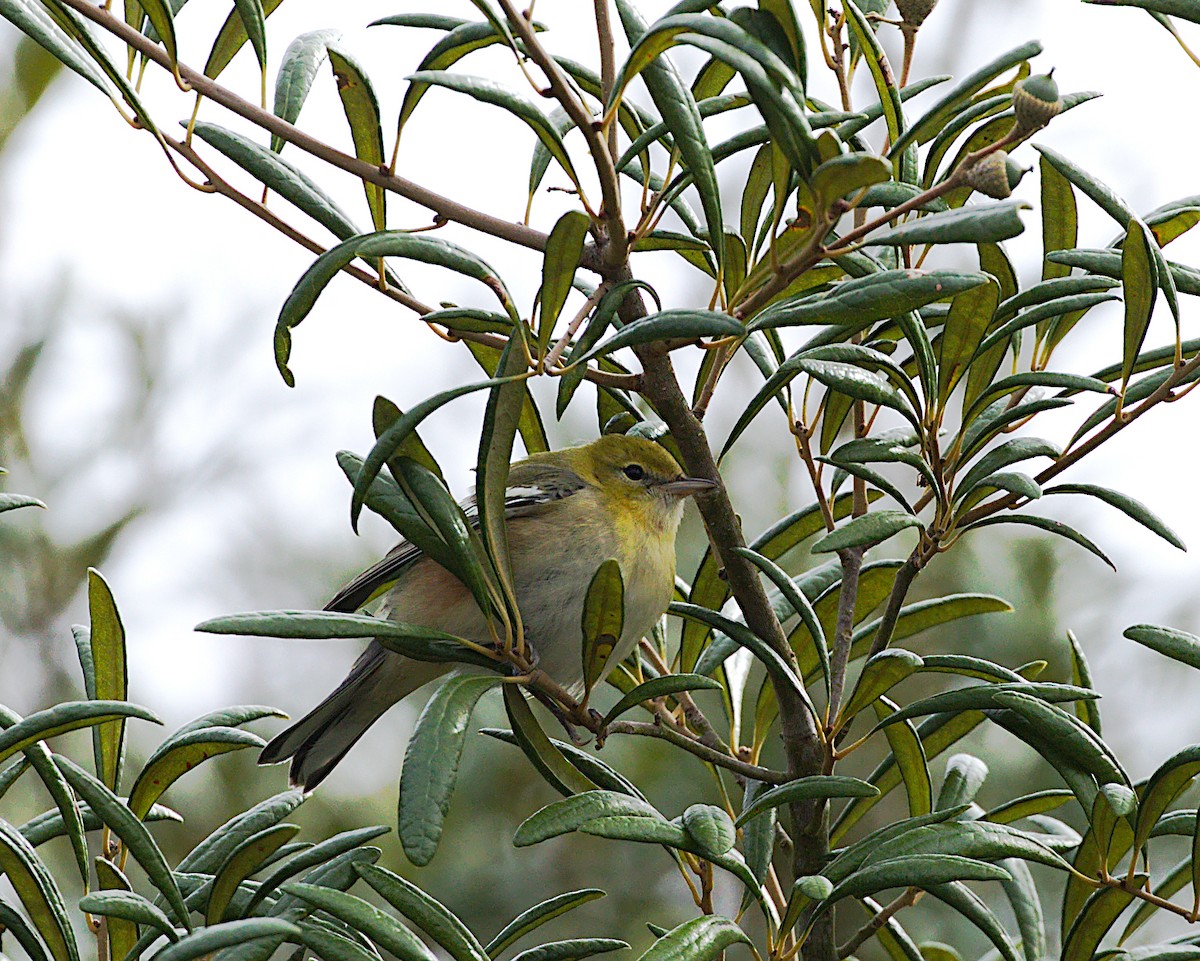 Bay-breasted Warbler - ML182642521