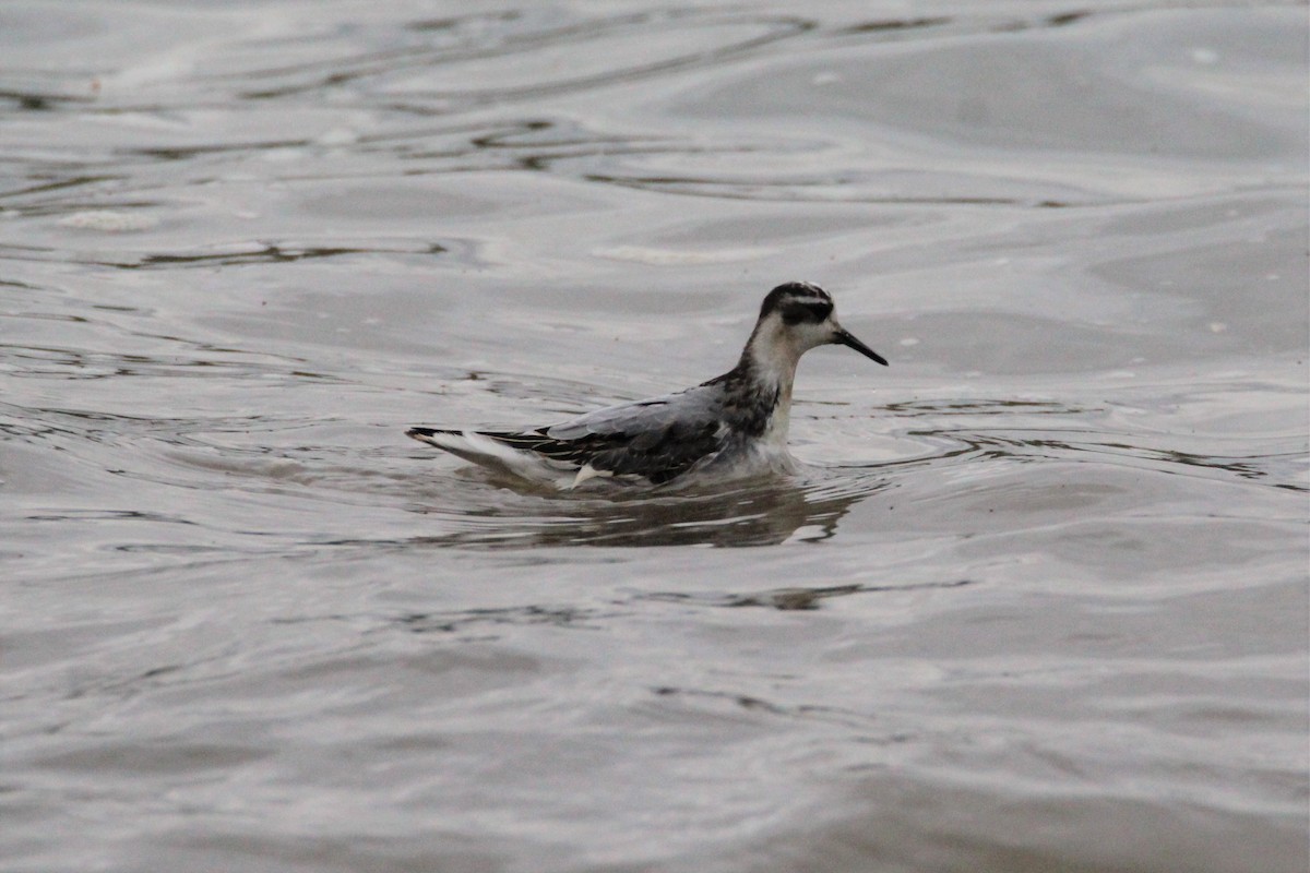 Red Phalarope - Patrick Sysiong