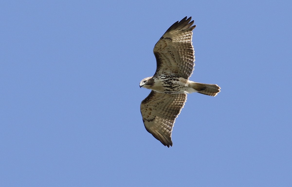 Red-tailed Hawk - ML182643961