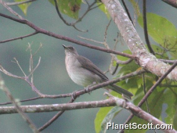 Black-billed Thrush - ML182644821