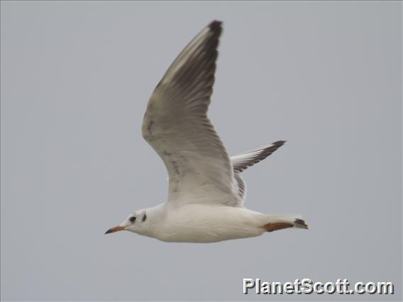 Mouette rieuse - ML182648181