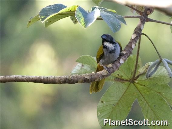 Black-headed Saltator - ML182649071