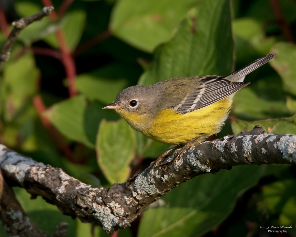 Magnolia Warbler - Lorri Howski 🦋