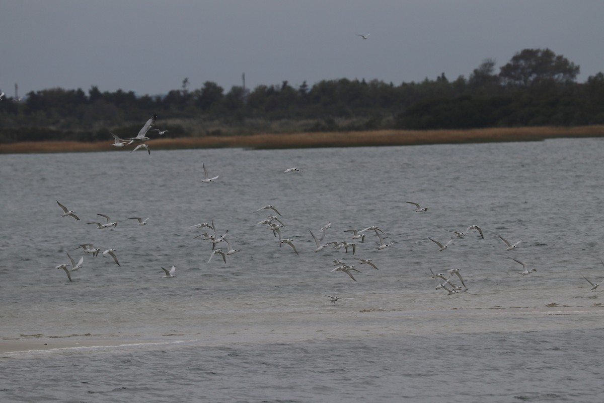 Forster's Tern - ML182652381