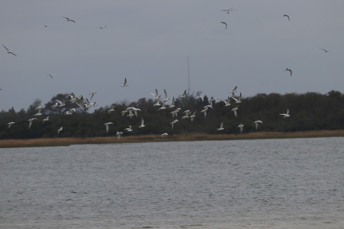 Forster's Tern - ML182652431