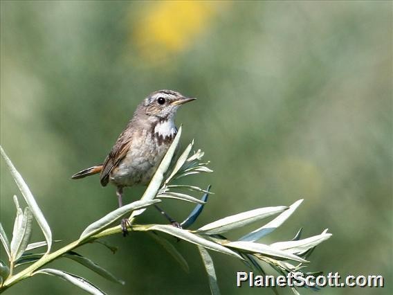 Bluethroat - Scott Bowers