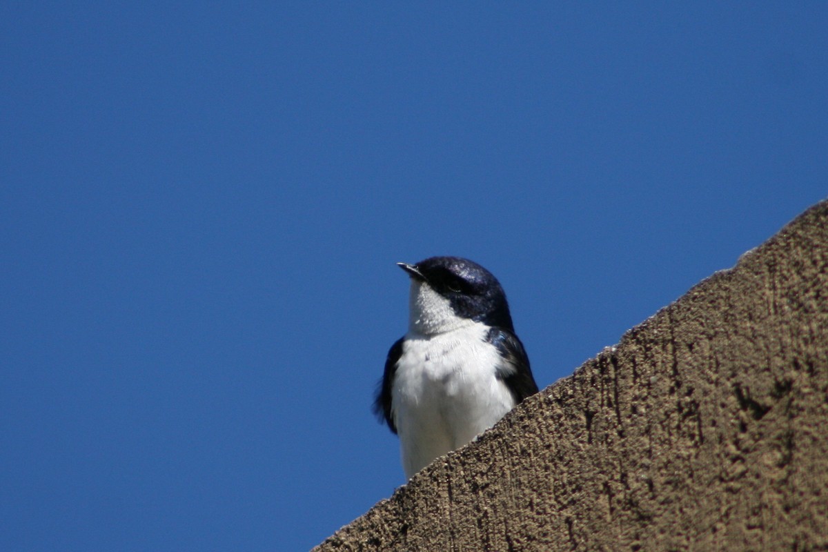 Blue-and-white Swallow - Juan martinez