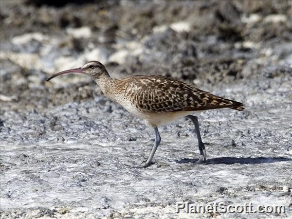 Bristle-thighed Curlew - Scott Bowers