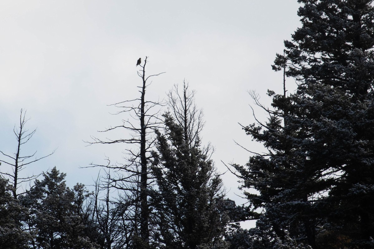 Prairie Falcon - ML182658071