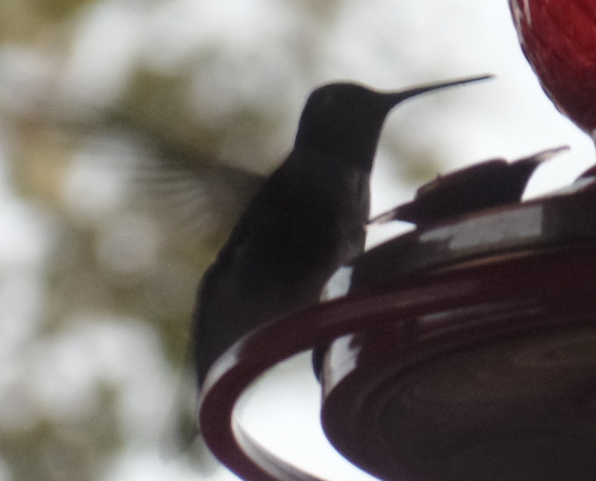 Black-chinned Hummingbird - ML182658531