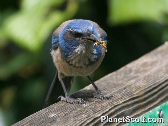 California Scrub-Jay - ML182660361