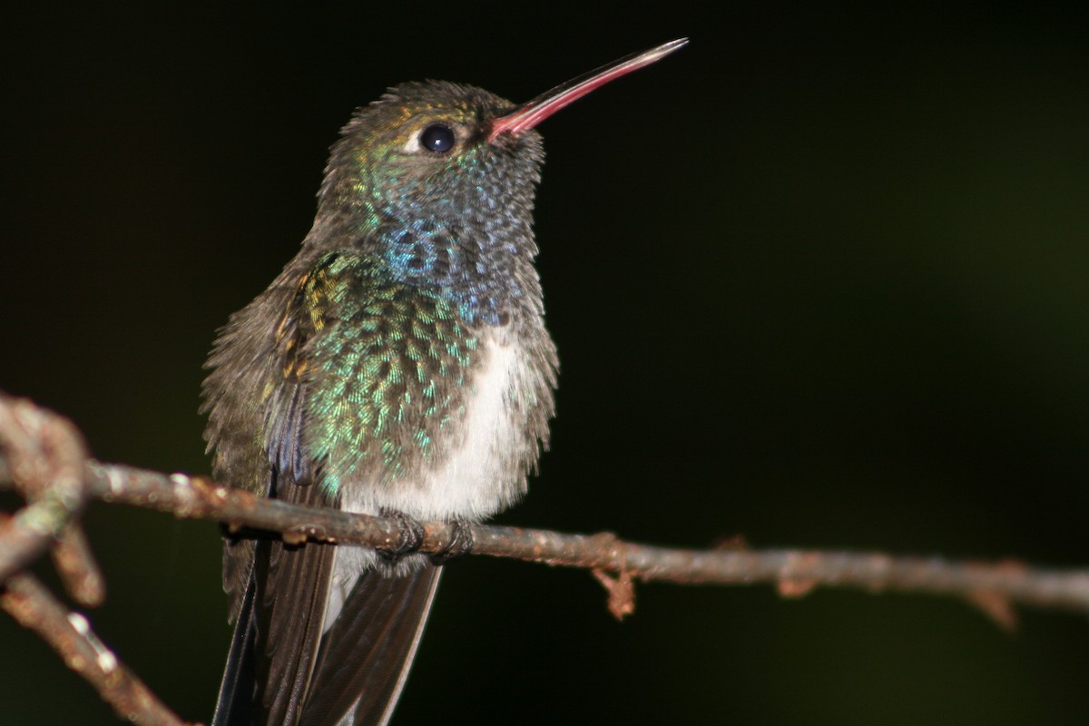 Sapphire-spangled Emerald - Juan martinez