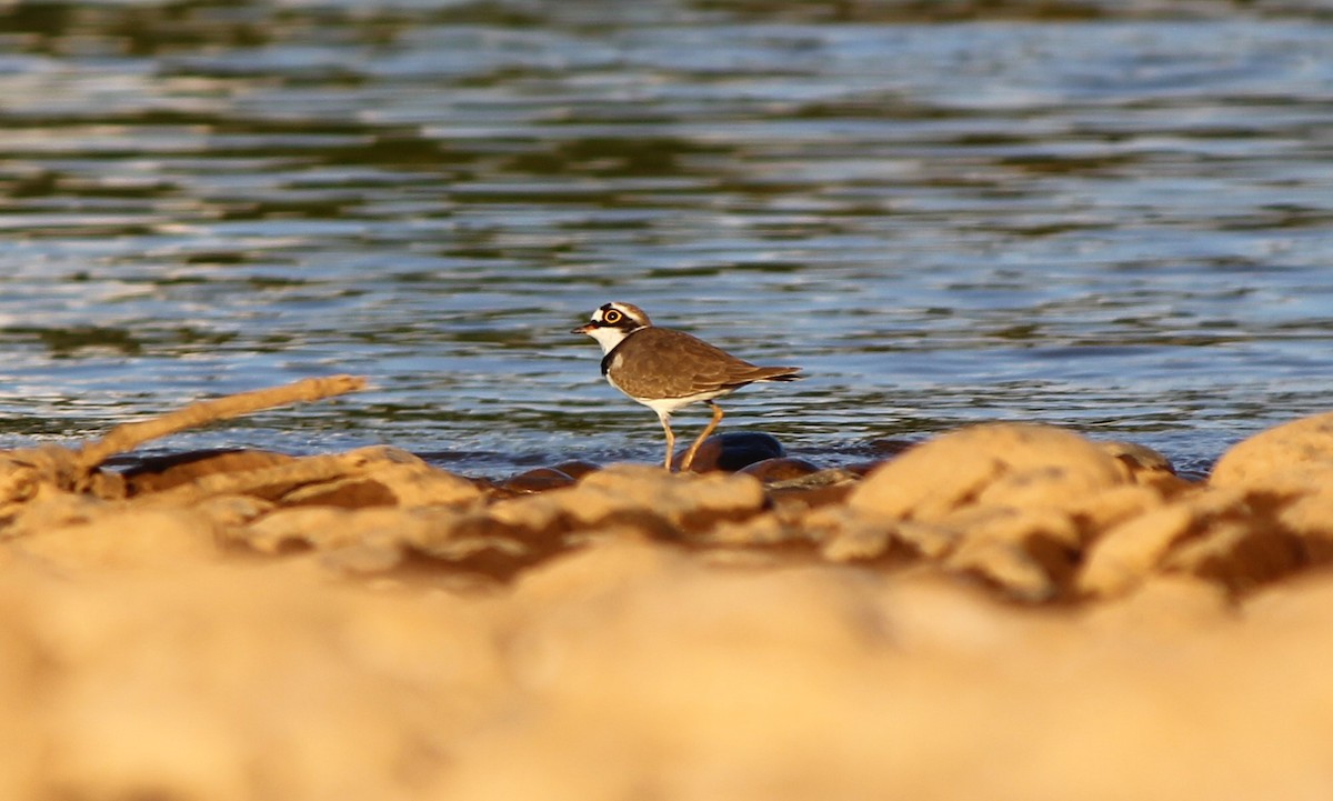 Little Ringed Plover - ML182660921