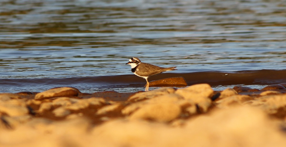 Little Ringed Plover - ML182660941