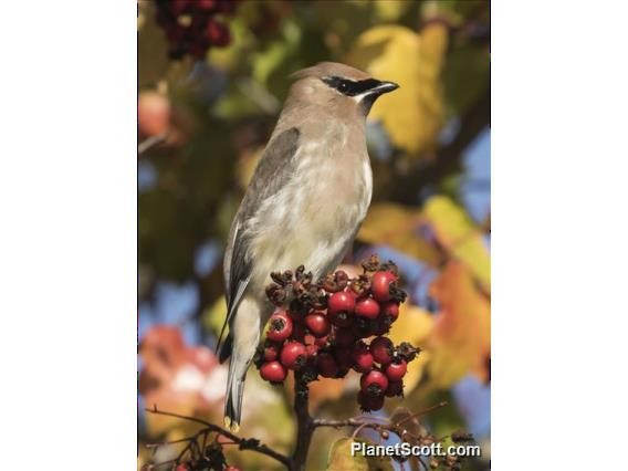 Cedar Waxwing - ML182662771