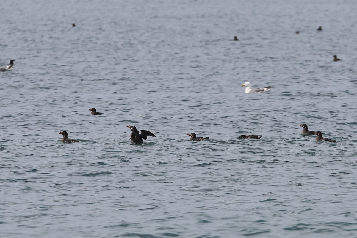 Rhinoceros Auklet - ML182662931