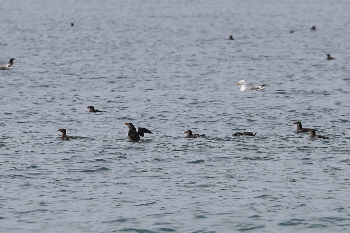 Rhinoceros Auklet - Scott Godshall