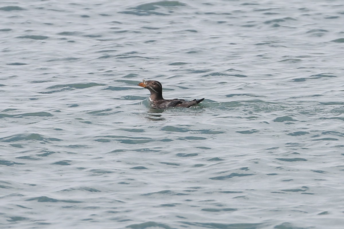 Rhinoceros Auklet - ML182663031