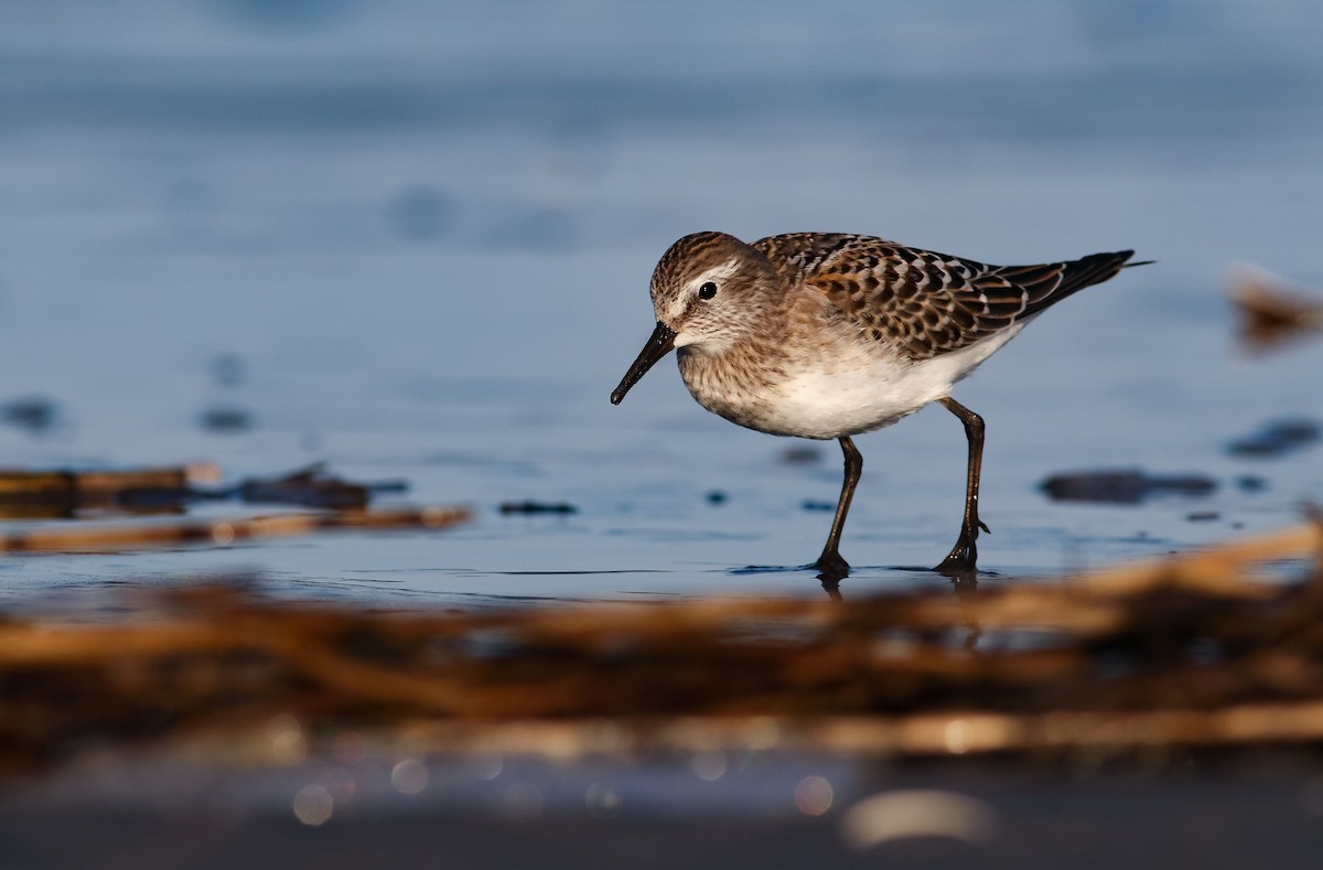 Weißbürzel-Strandläufer - ML182666021