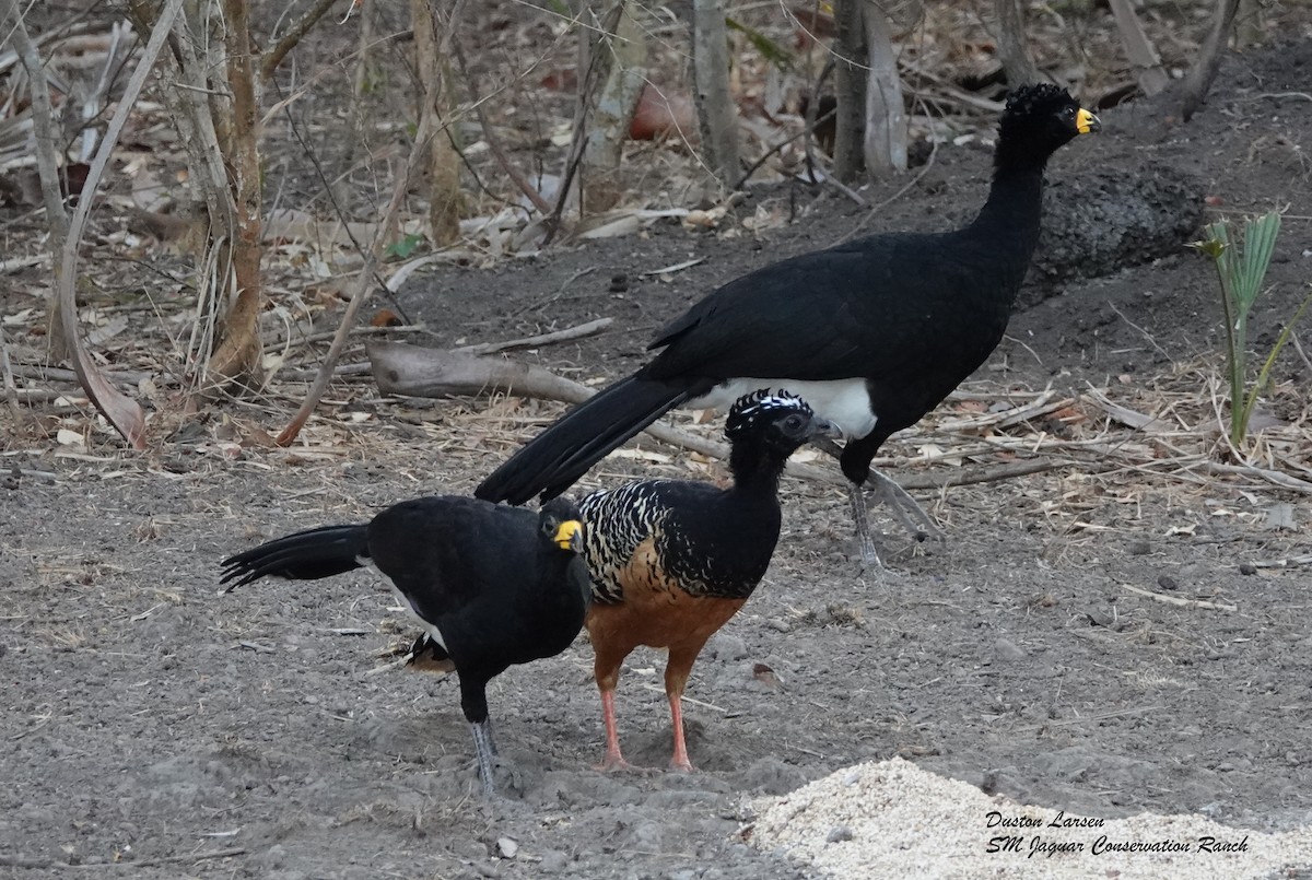 Bare-faced Curassow - Duston Larsen