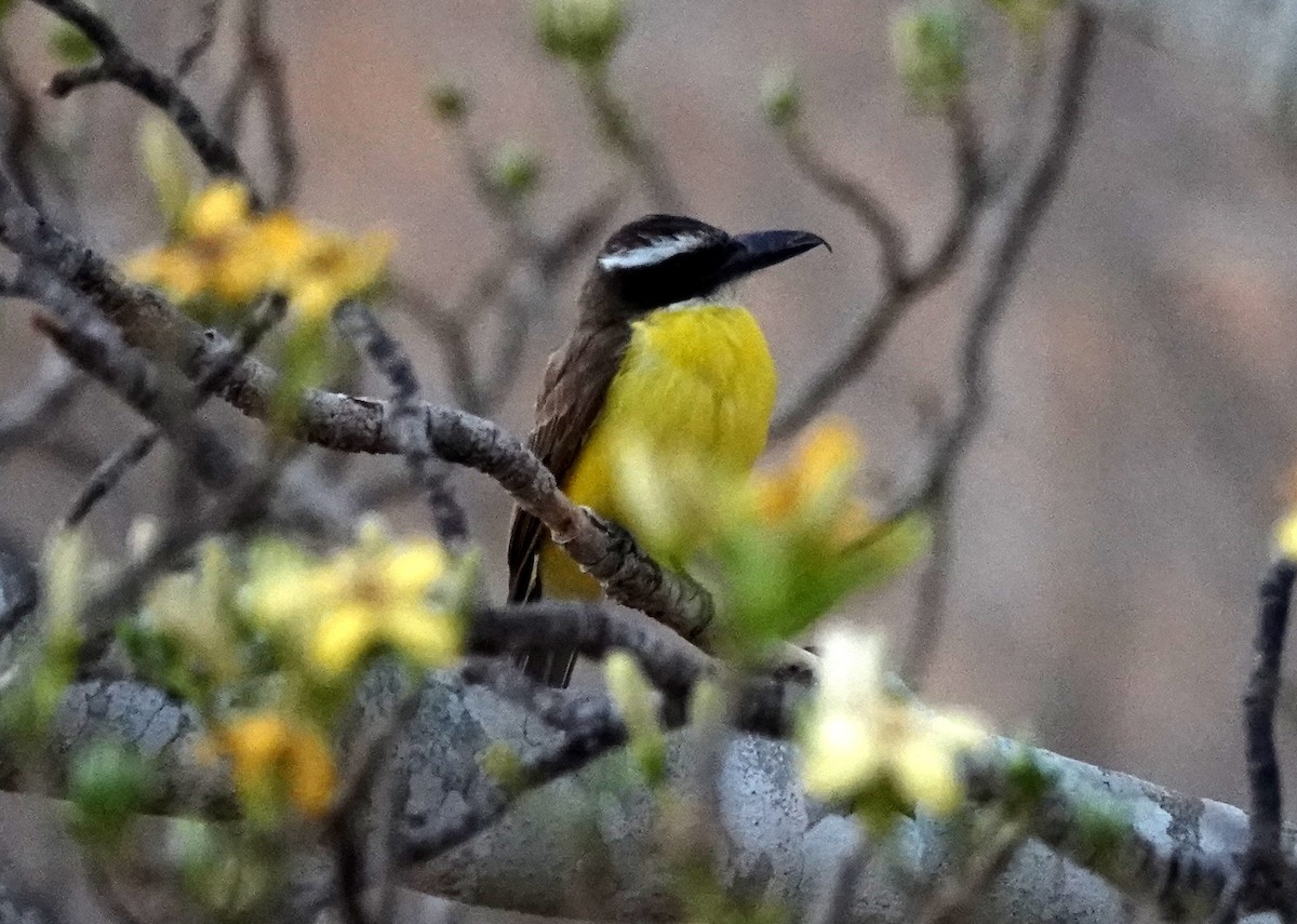 Boat-billed Flycatcher - Duston Larsen