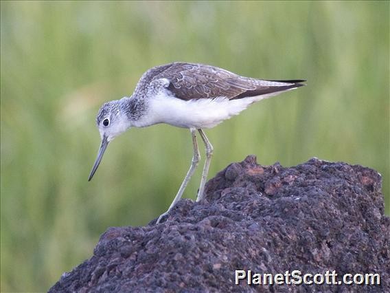 Common Greenshank - Scott Bowers