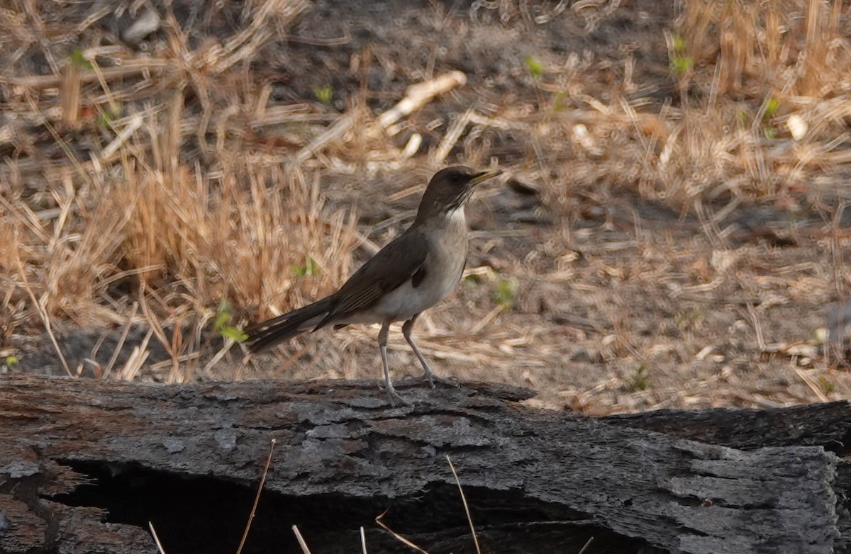 Creamy-bellied Thrush - ML182669131