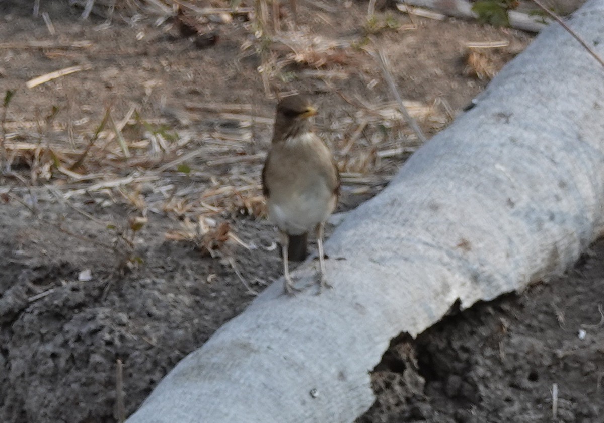 Creamy-bellied Thrush - Duston Larsen