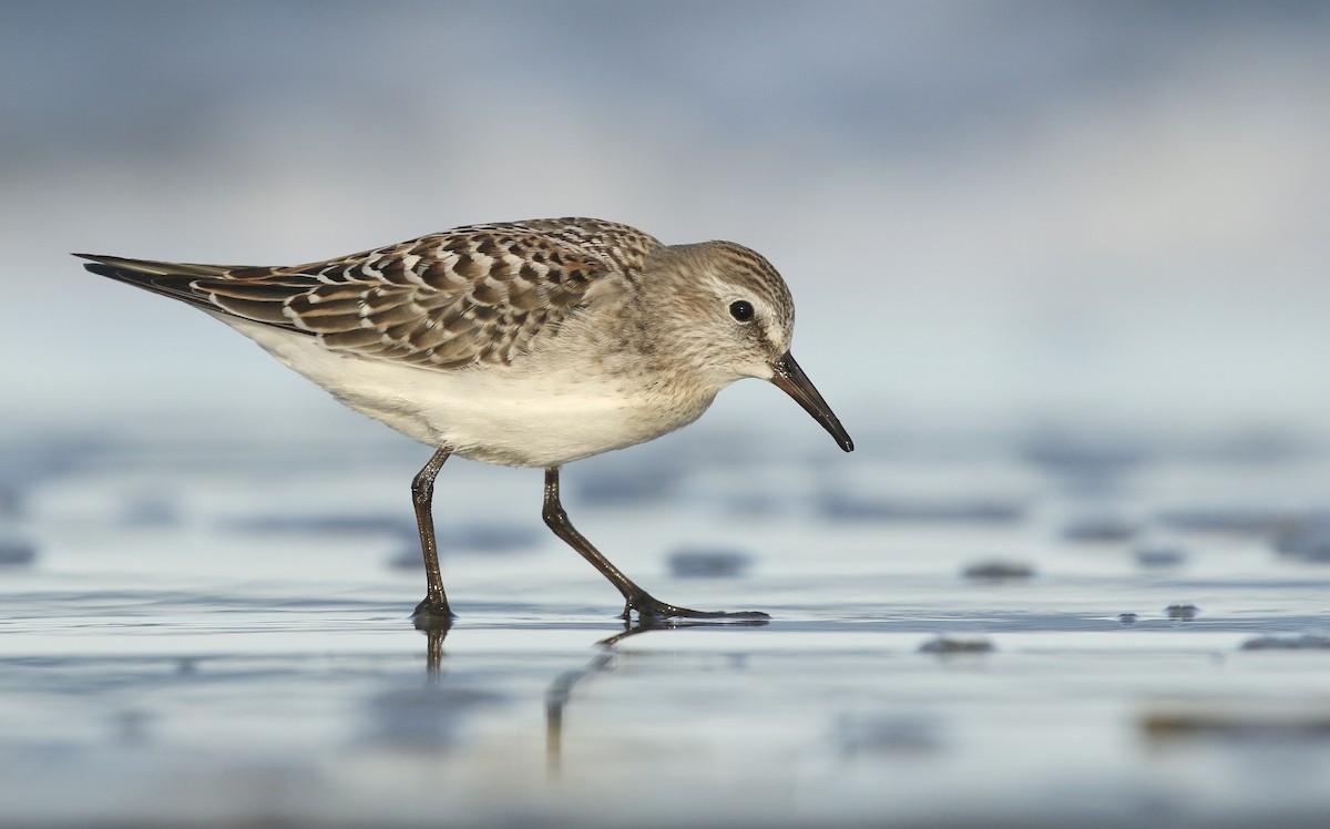 White-rumped Sandpiper - Baxter Beamer