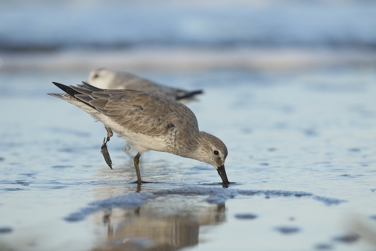 Red Knot - ML182669341