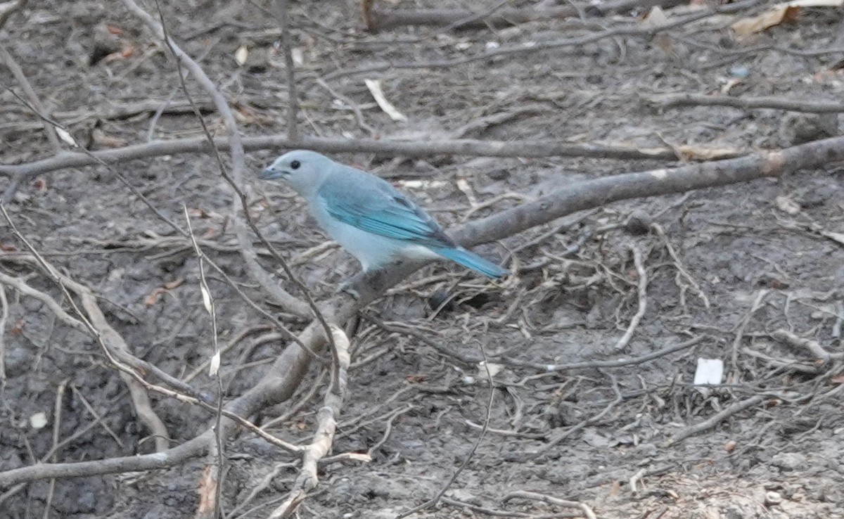 Sayaca Tanager - Duston Larsen