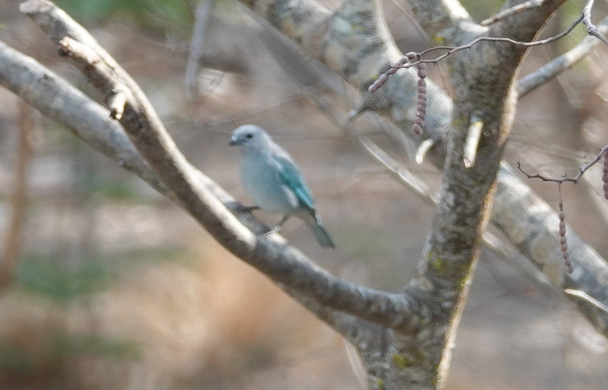 Sayaca Tanager - ML182669491