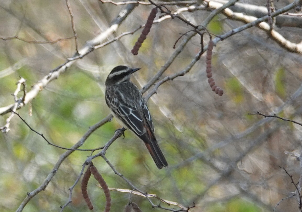 Streaked Flycatcher - Duston Larsen