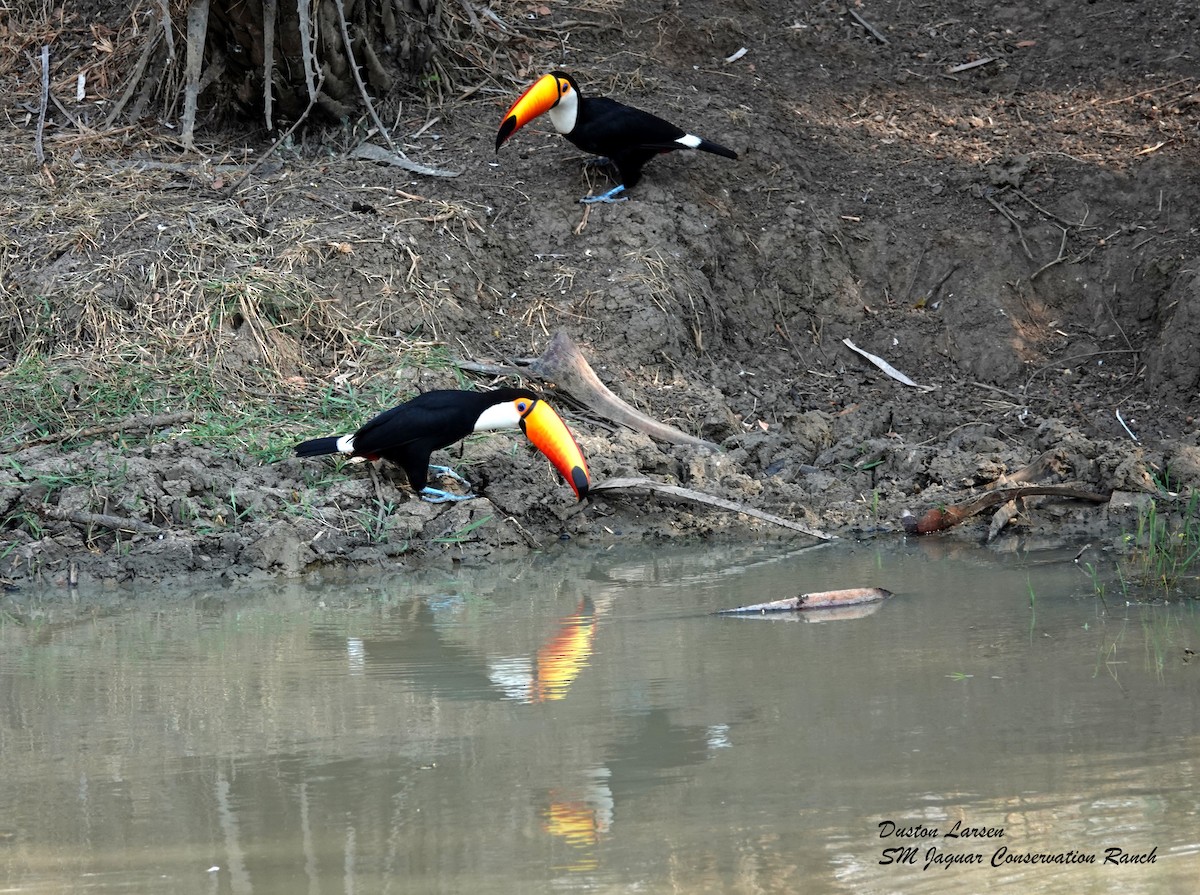 Toco Toucan - Duston Larsen