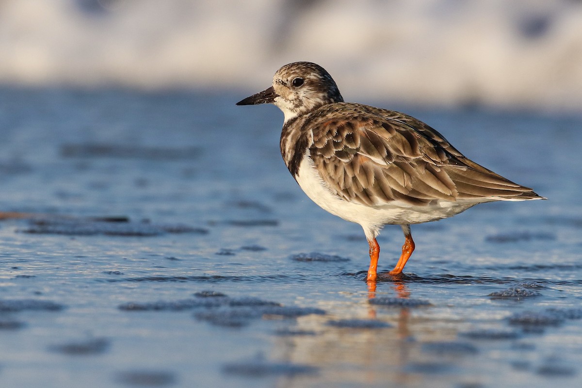 Ruddy Turnstone - ML182670571