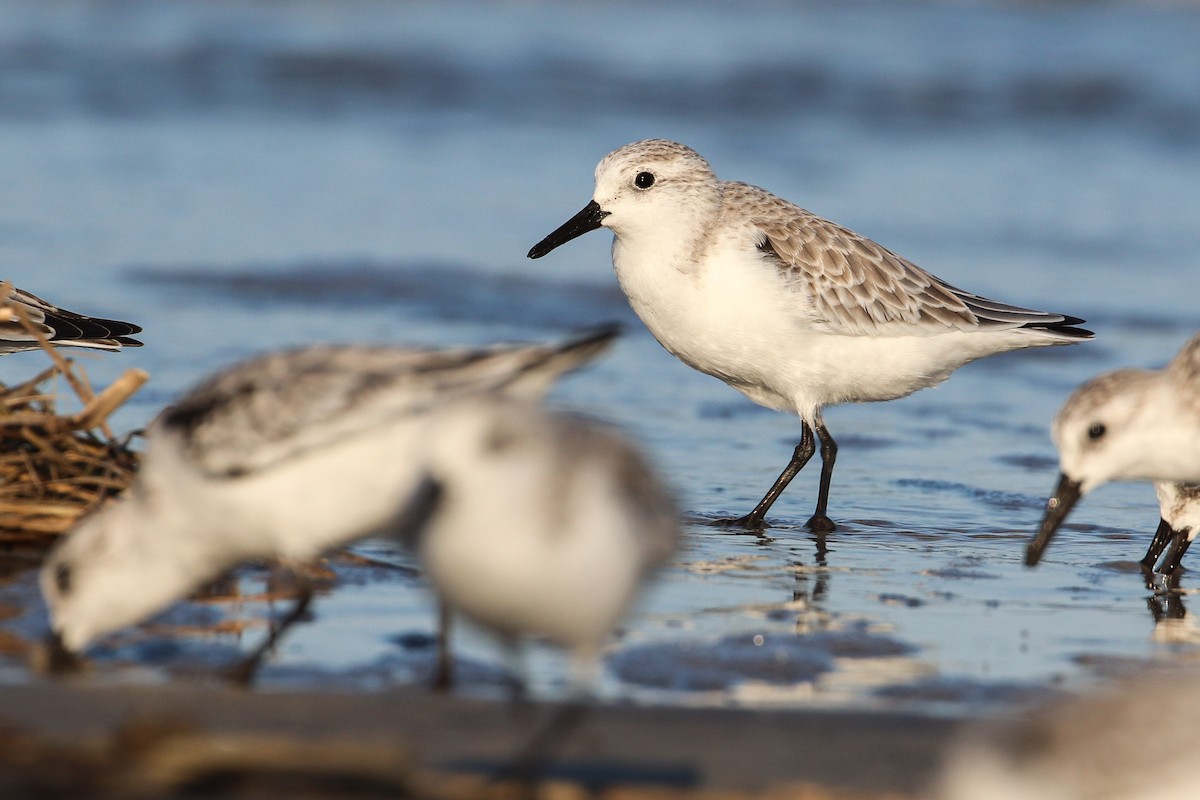 Sanderling - ML182670641