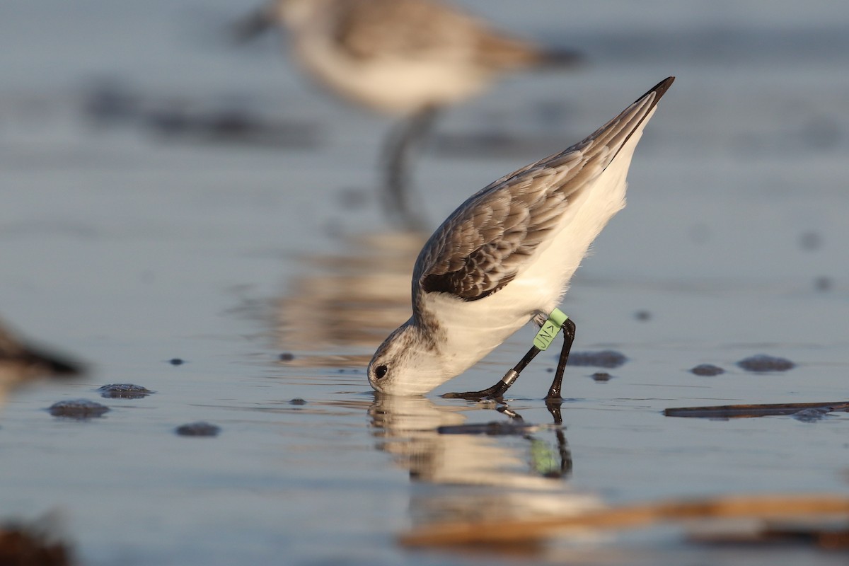 Sanderling - ML182670651