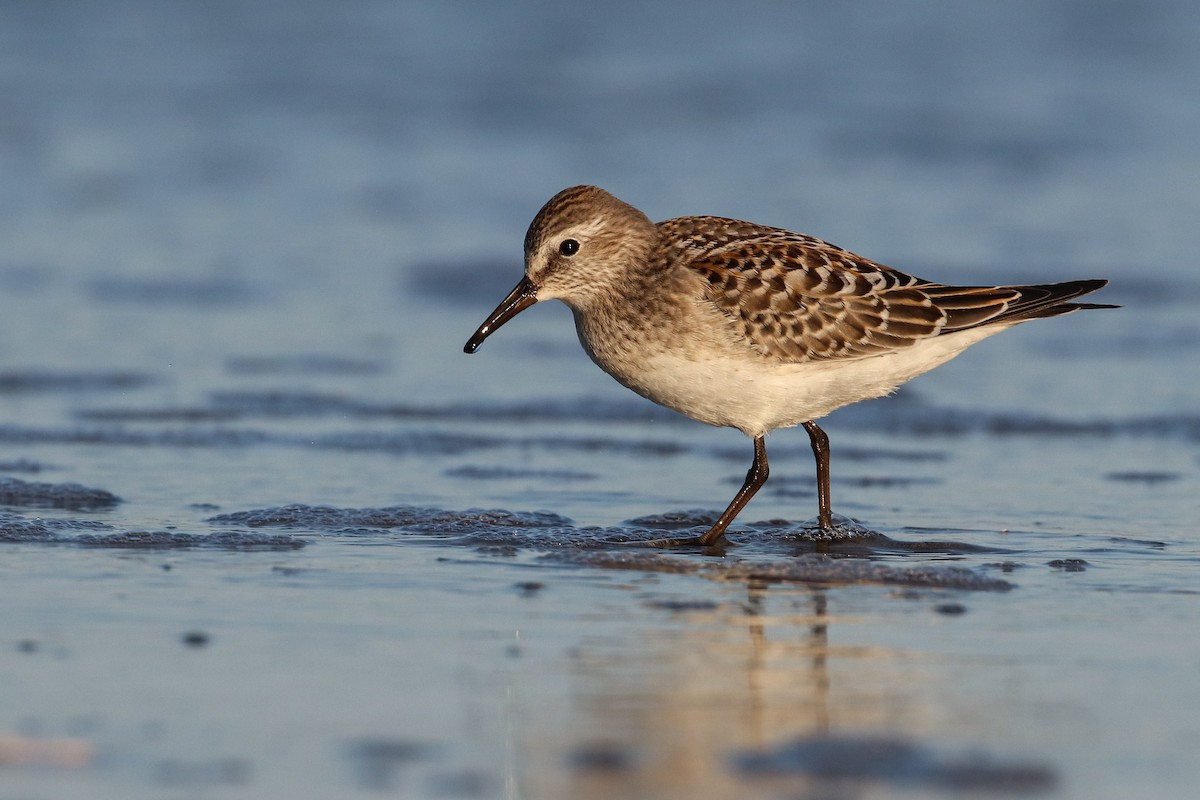 White-rumped Sandpiper - ML182671071