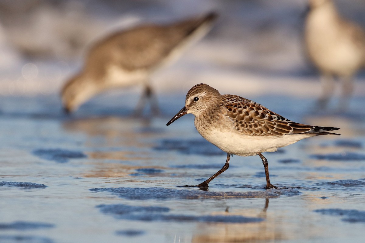 White-rumped Sandpiper - ML182671081