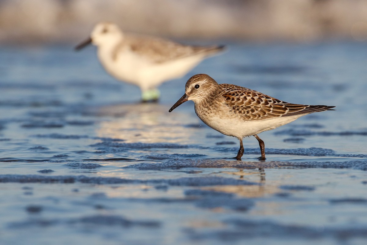 White-rumped Sandpiper - ML182671091