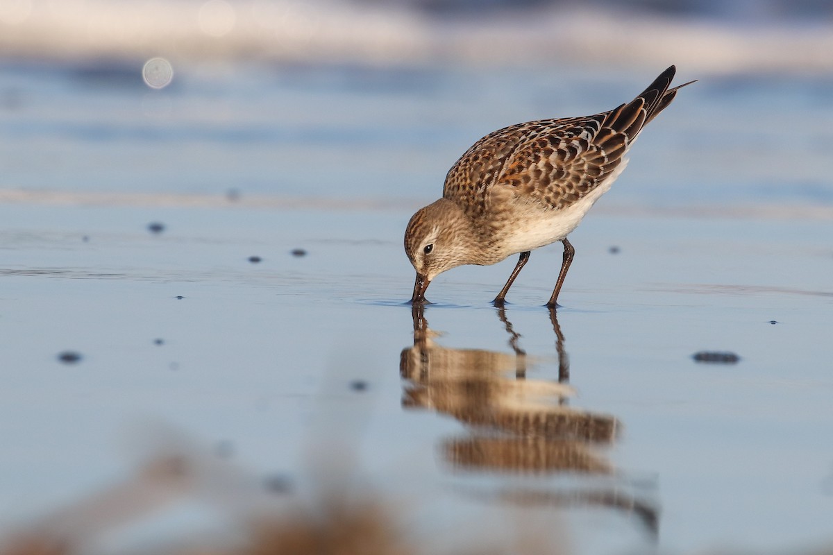 White-rumped Sandpiper - ML182671101