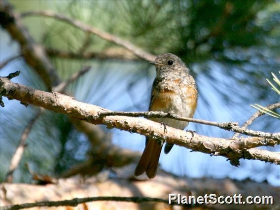 Common Redstart - ML182671481