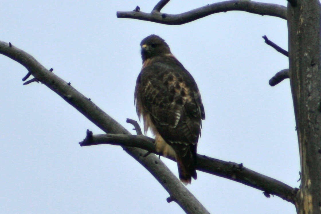 Red-tailed Hawk - ML182673371