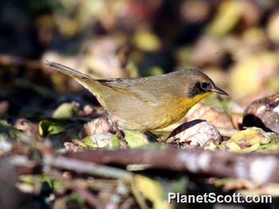 Common Yellowthroat - ML182673771