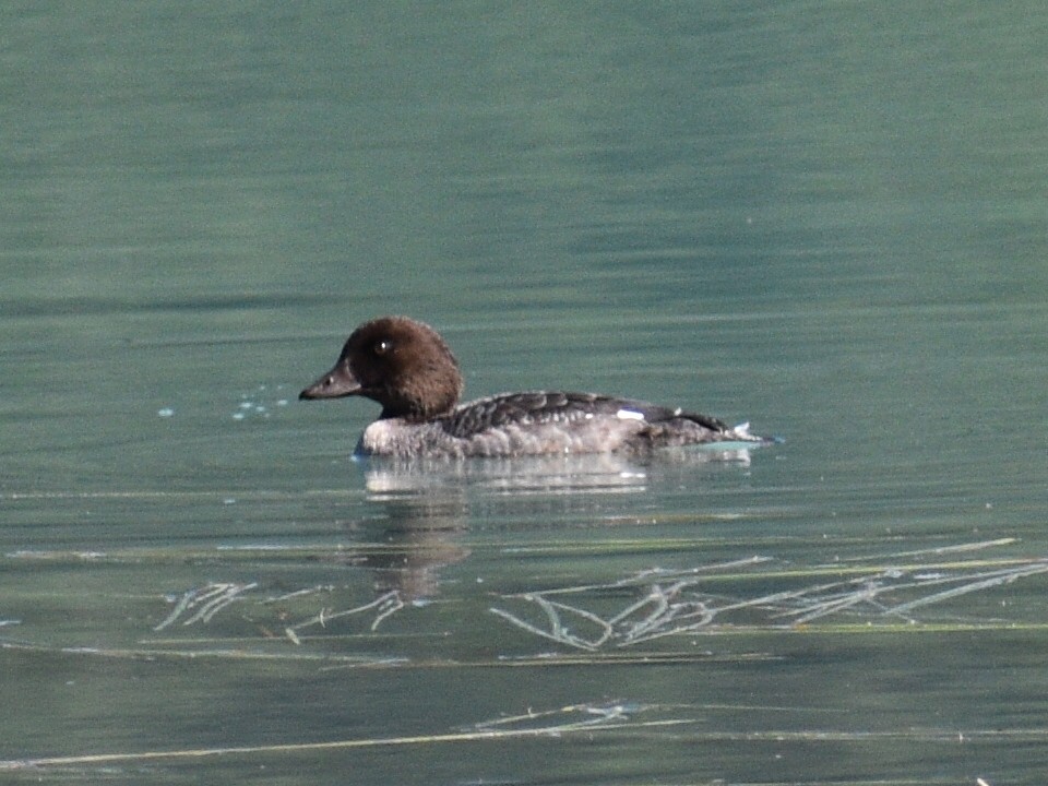 Common Goldeneye - Patrick McGill