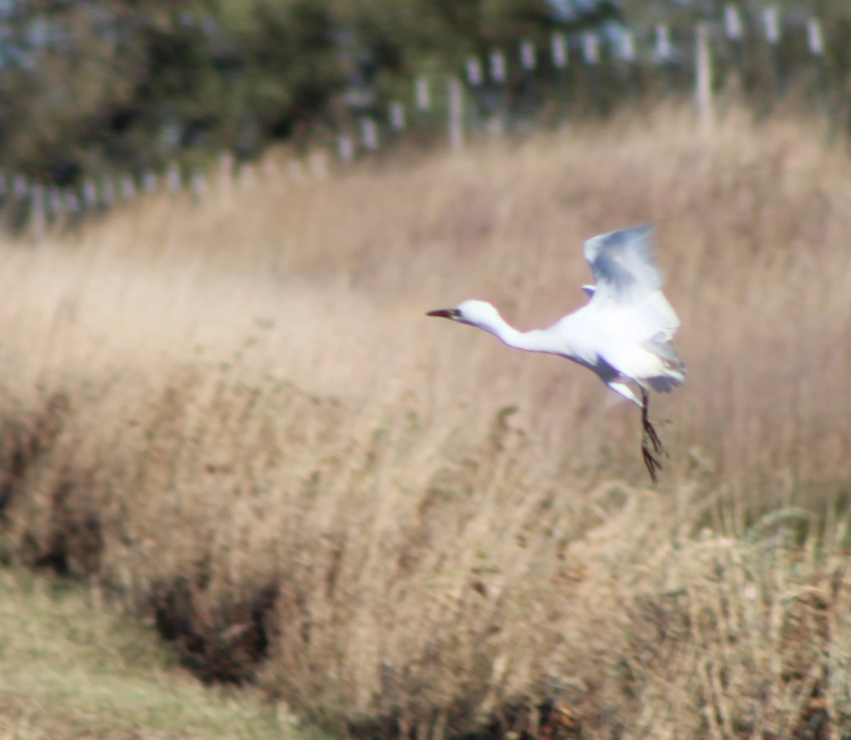 Western Cattle-Egret - ML182685041