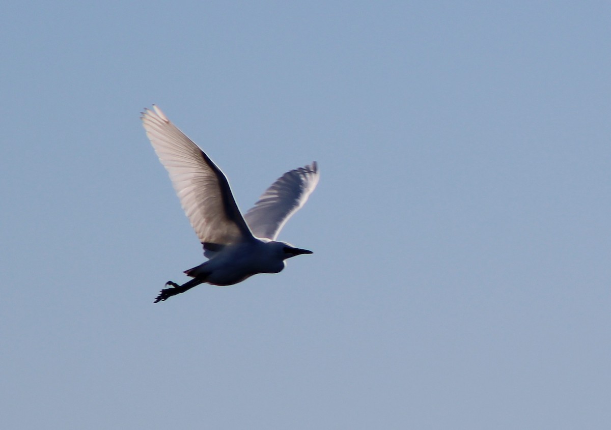 Western Cattle-Egret - ML182685051
